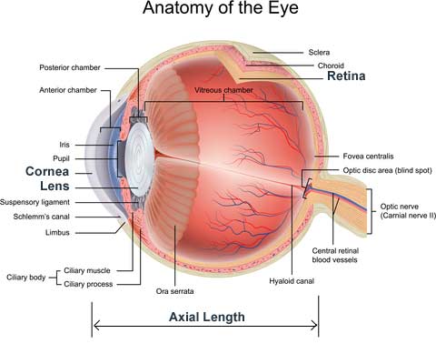 Eye Anatomy